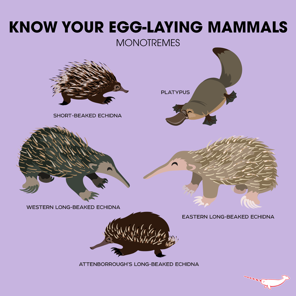 All Egg Laying Mammals