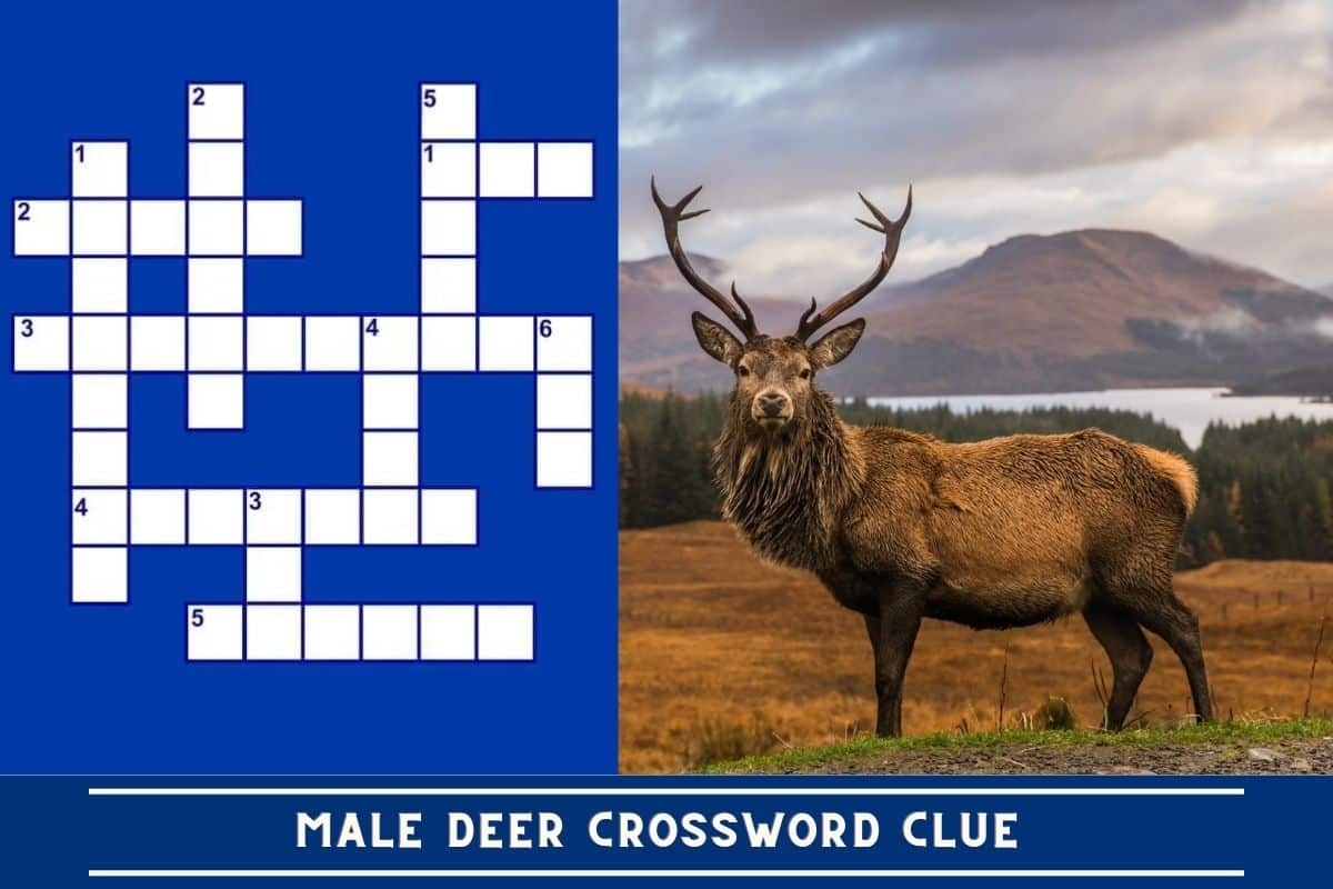 Male Deer Crossword Clue Answer And Explanation