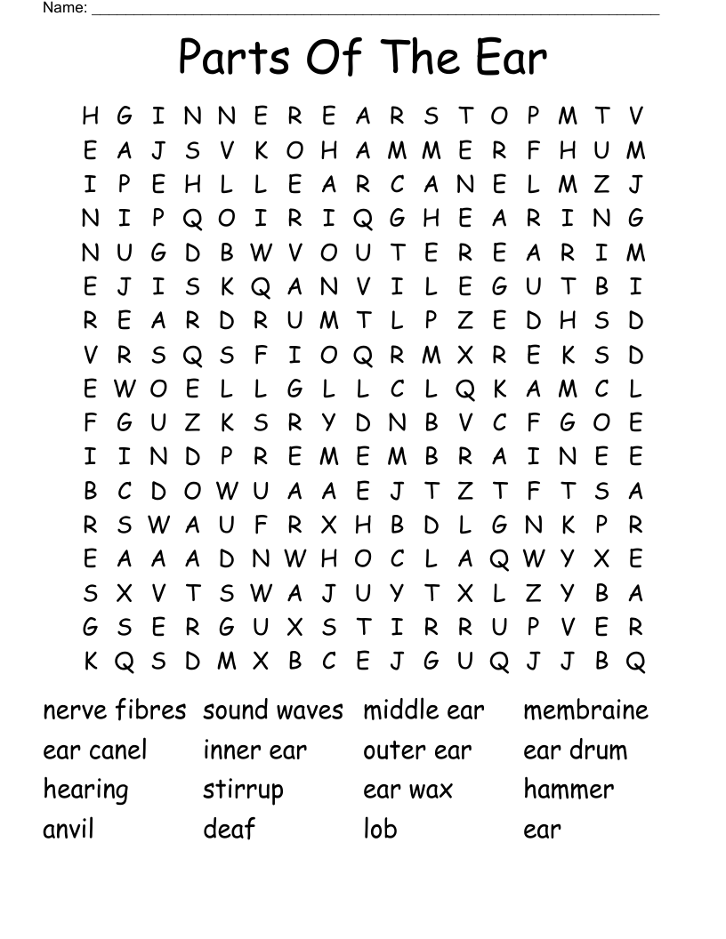 Parts Of The Ear Word Search WordMint