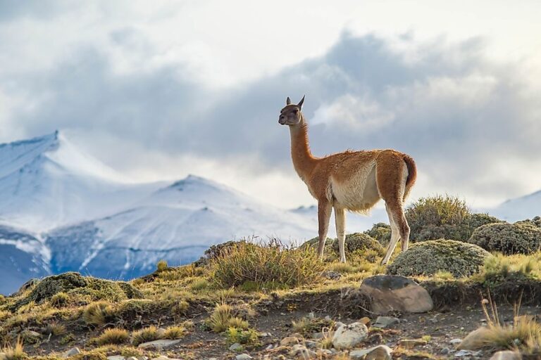 What Animals Live In The Andes Mountains WorldAtlas