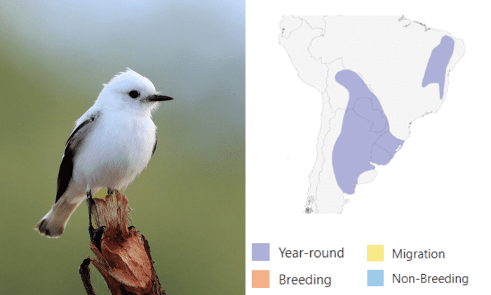 25 Black And White Birds From Around The World