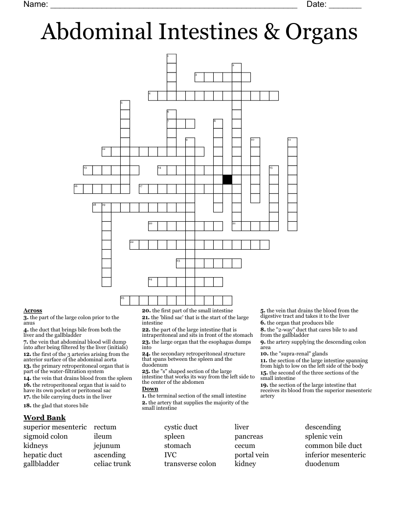 Abdominal Intestines Organs Crossword WordMint
