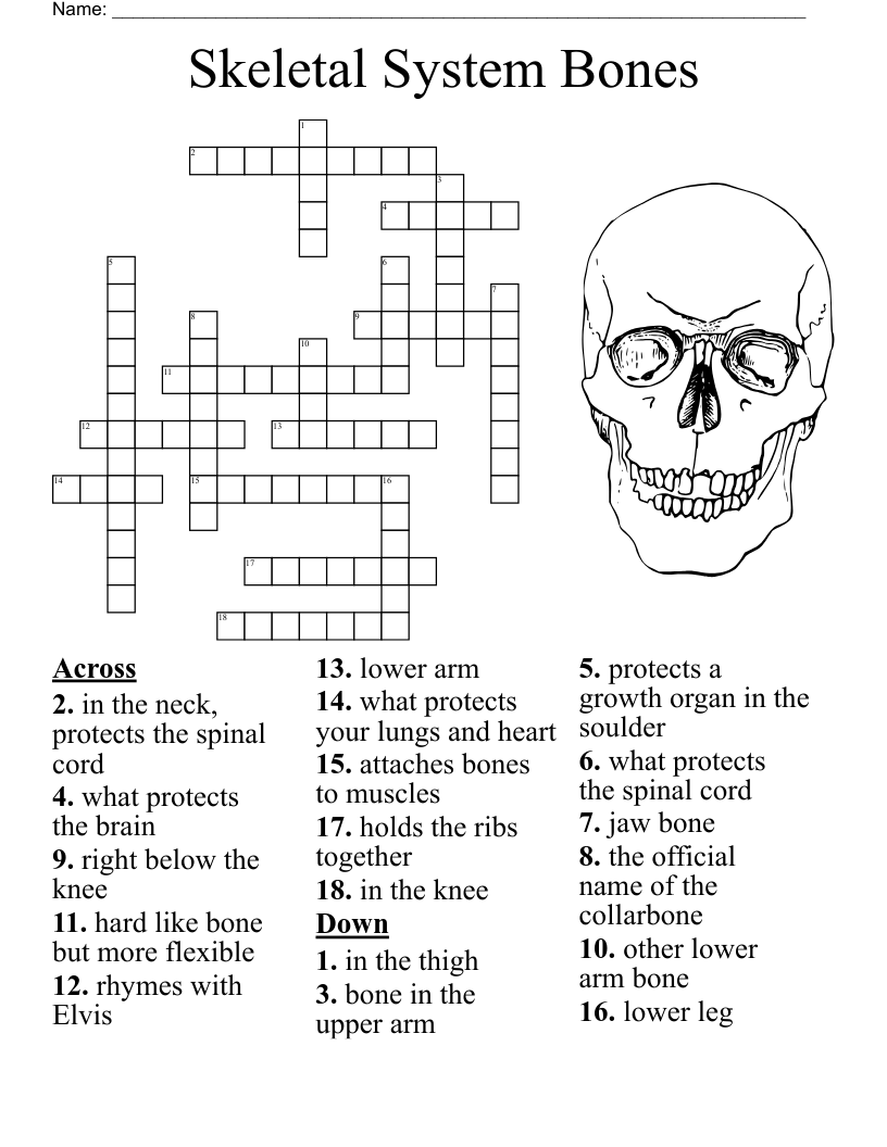Bone Anatomy Crossword Musculoskeletal System Crossword Puzzle
