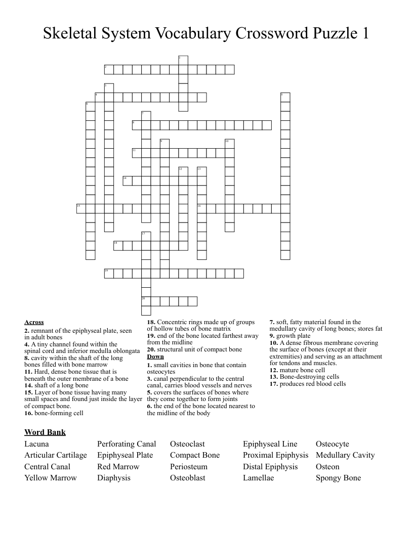 Bone Anatomy Crossword Skeletal System Pdf Skeletal System Crossword 
