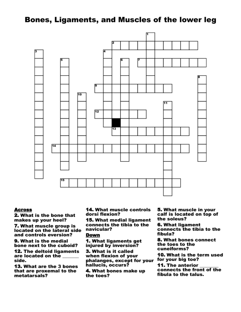 Bones Ligaments And Muscles Of The Lower Leg Crossword 55 OFF