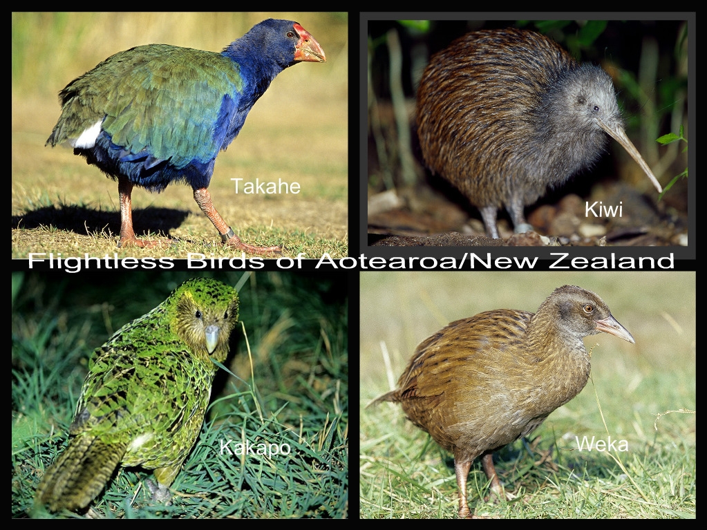 Flightless Birds Of Aotearoa New Zealand Single Sided Puzzle