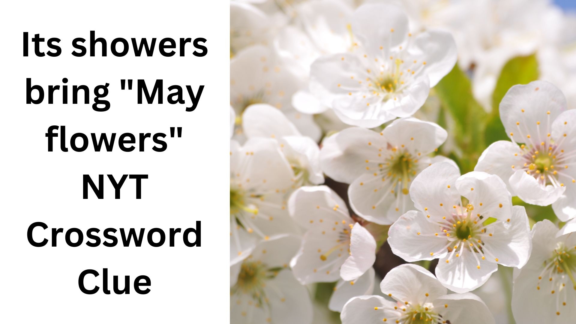 Its Showers Bring May Flowers NYT Crossword Clue