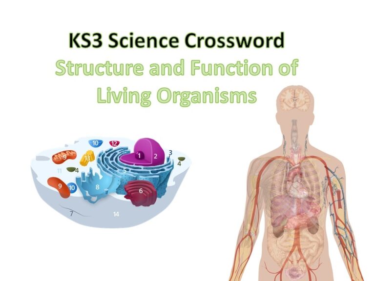 KS3 Structure And Function Of Living Organisms Crosswords With Answers 