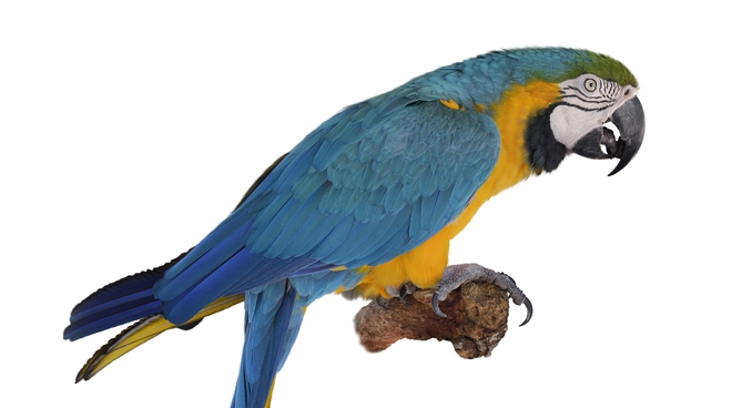 Long Legged Bird Crossword Puzzle Clue