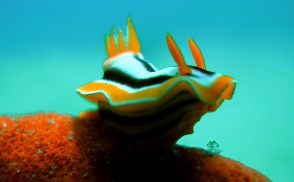 North Sea Feeder Baltic Sea Baltic Coast