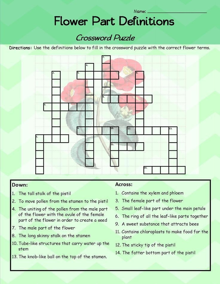 Parts Of A Flower Crossword