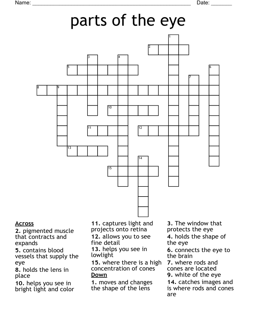 Parts Of The Eye Crossword WordMint