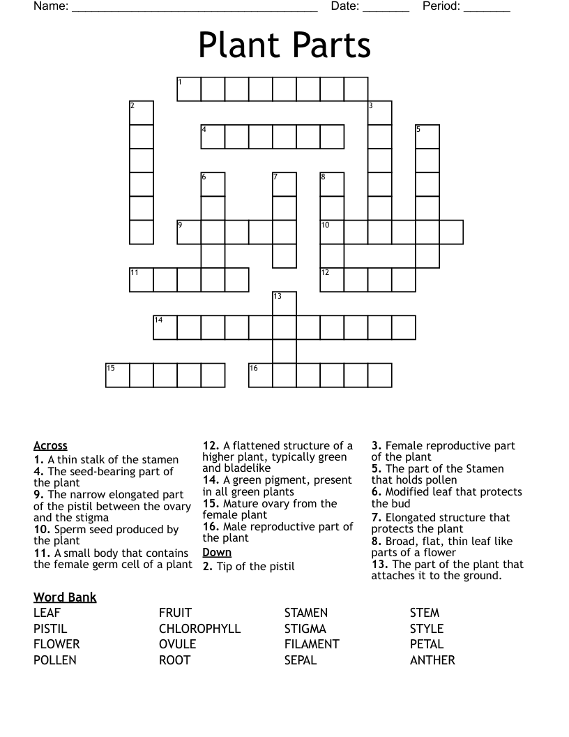 Plant Parts Crossword WordMint