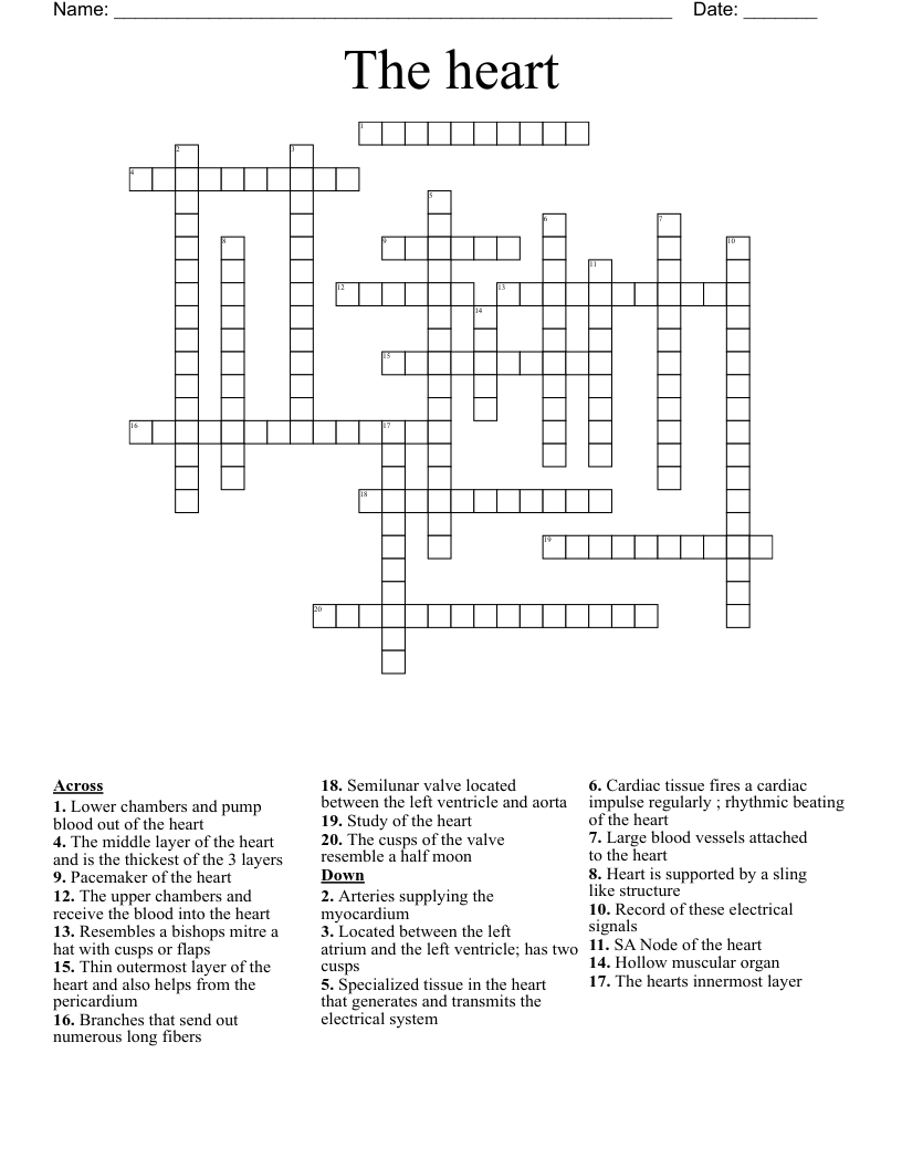 Relating To A Heart Chamber Crossword Promotoroleafblowers