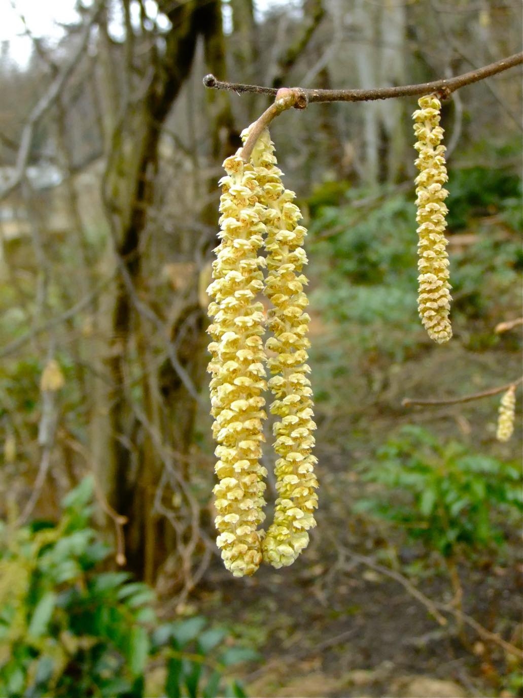 Solve Catkins Jigsaw Puzzle Online With 99 Pieces