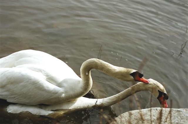 What Is A Male Swan Called Crossword